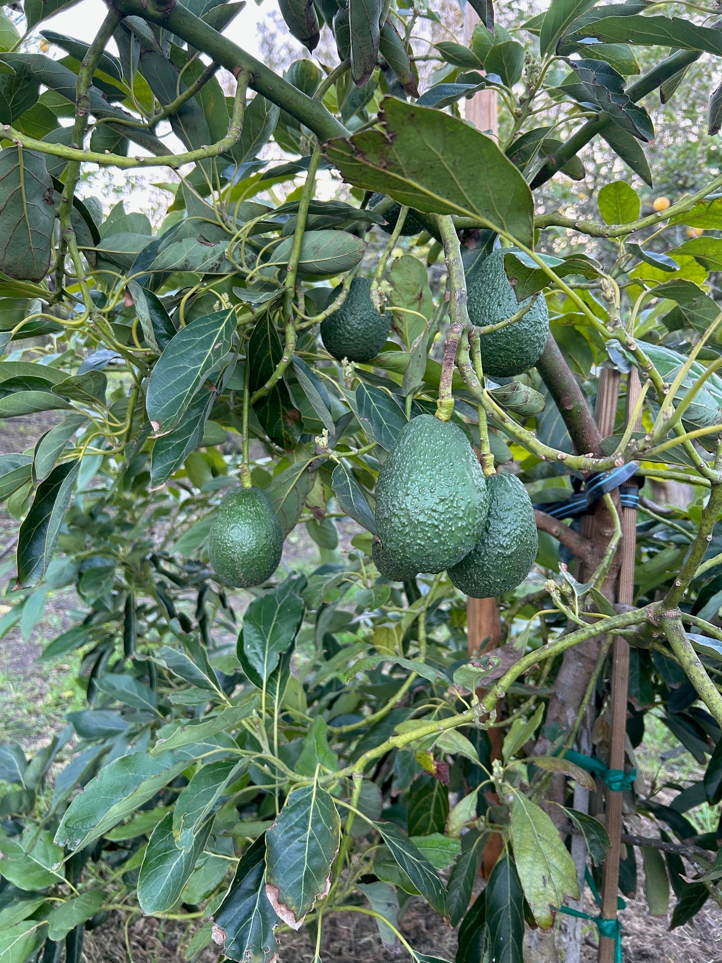 California Gem Avocados