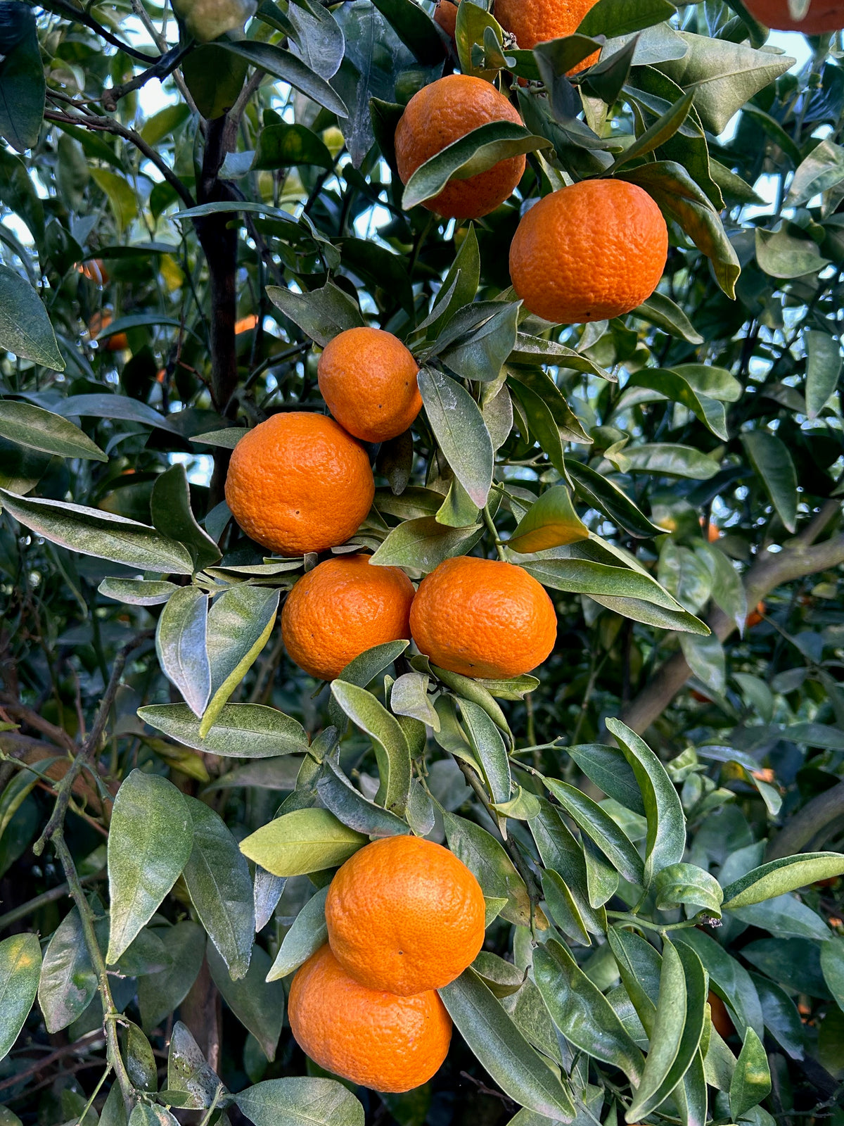 Organic California Golden Nugget Mandarins