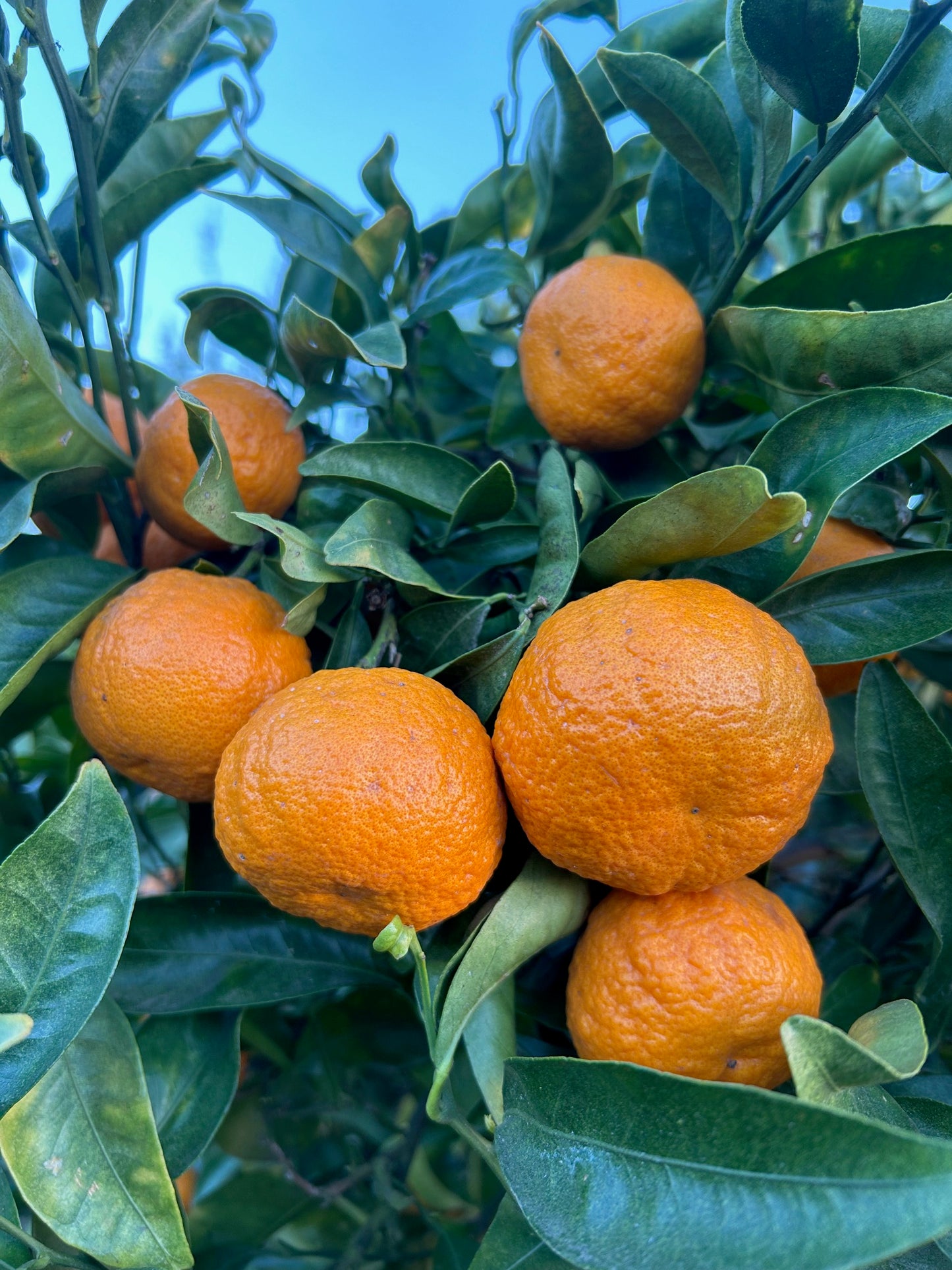 Golden Nugget Mandarins