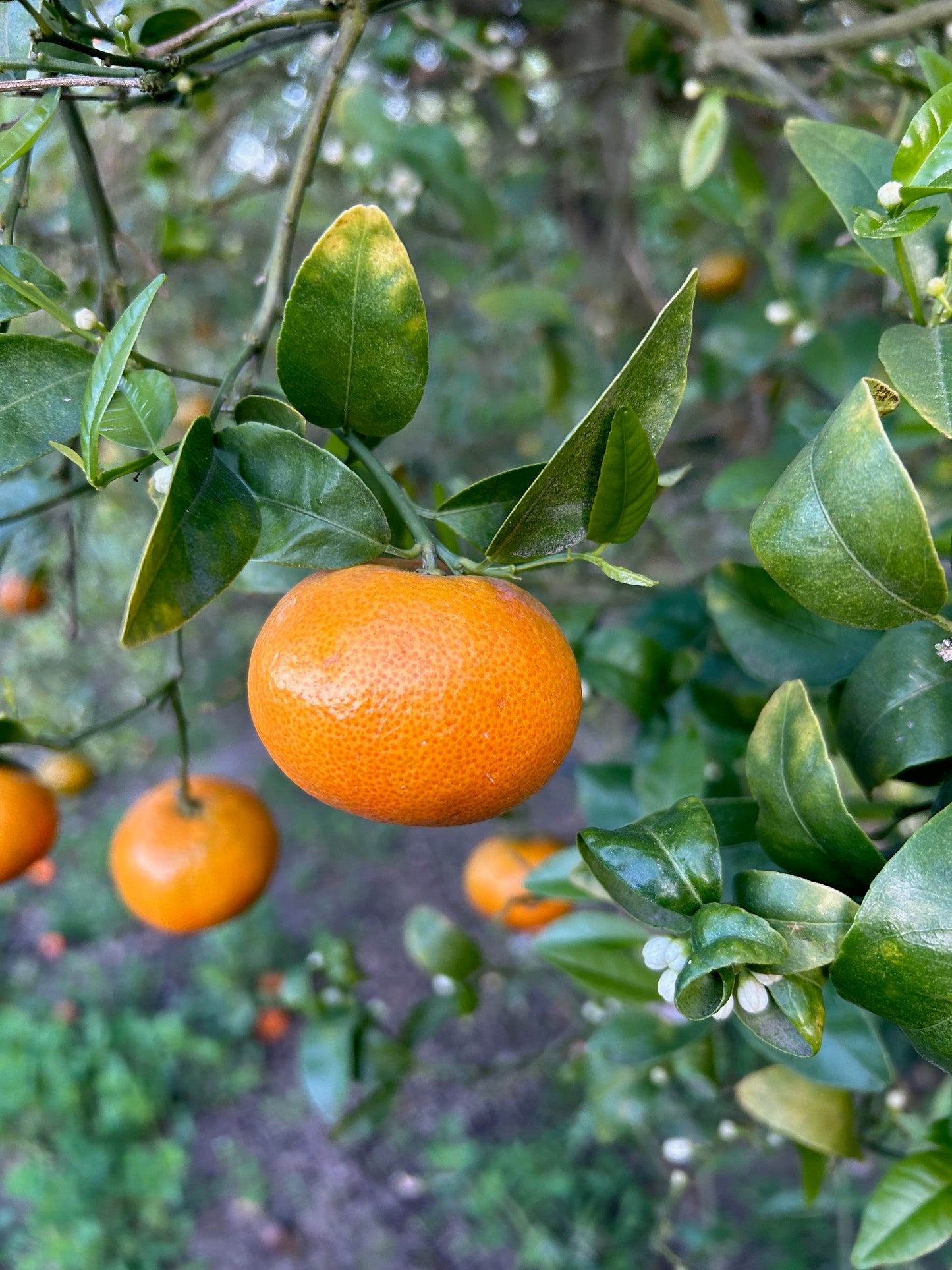 Tango Mandarins