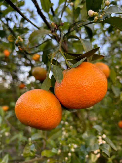 Tango Mandarins