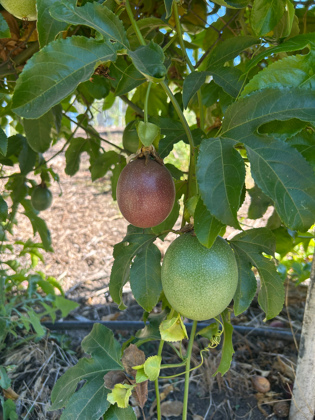 Organic California Passionfruit