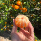 Organic California Golden Nugget Mandarins