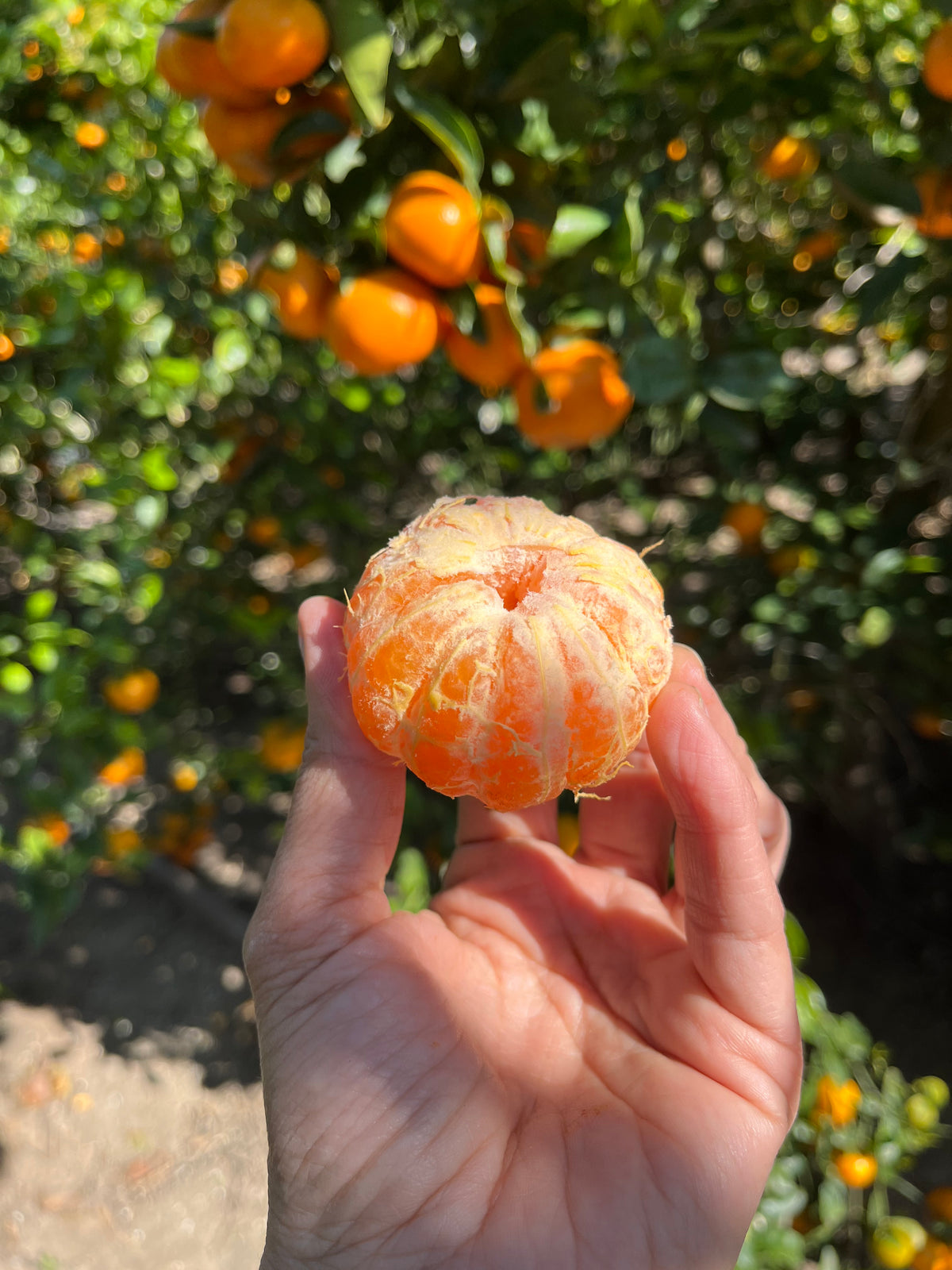 Organic California Golden Nugget Mandarins