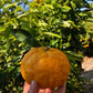 Organic California Golden Nugget Mandarins