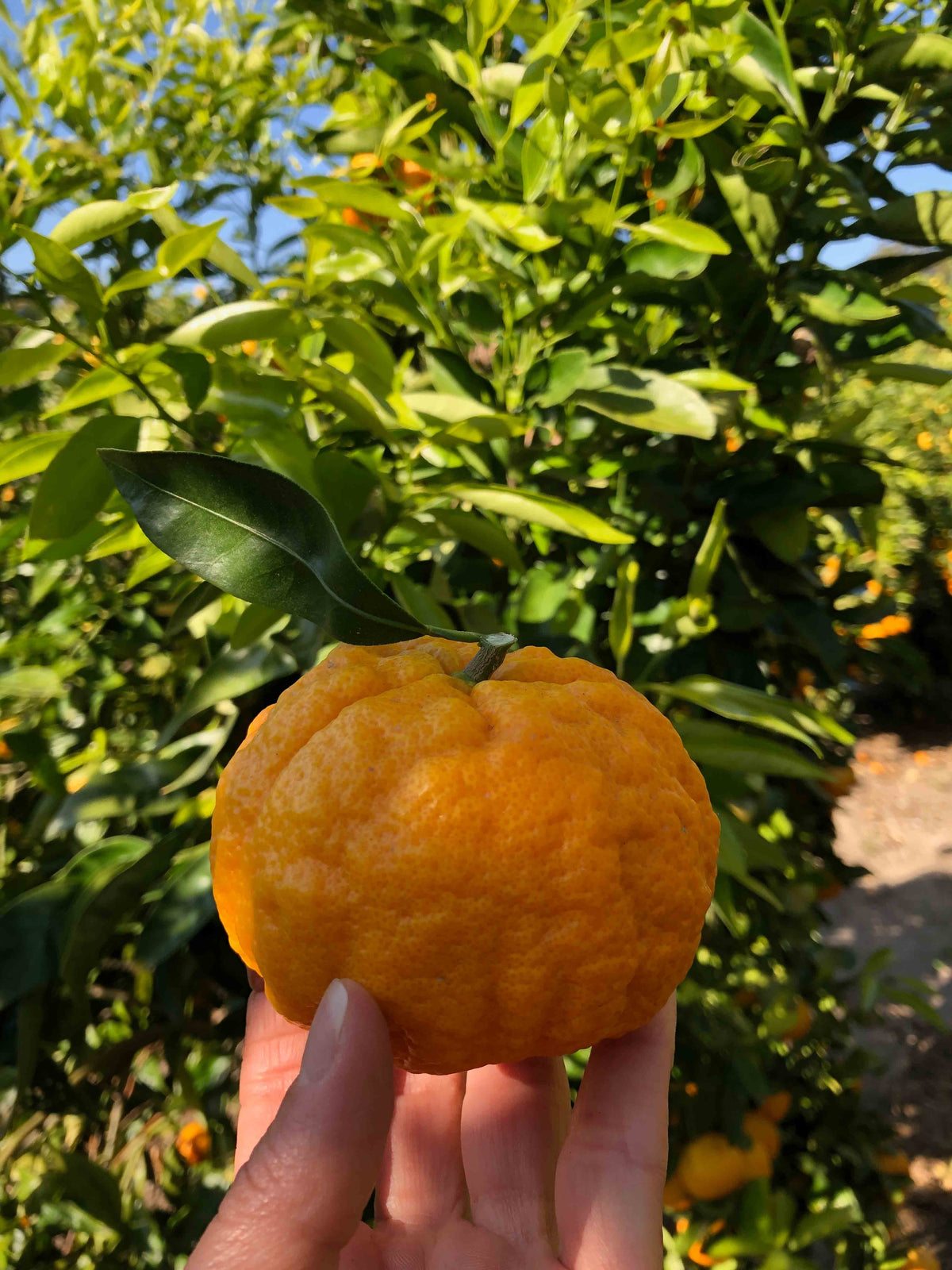 Organic California Golden Nugget Mandarins