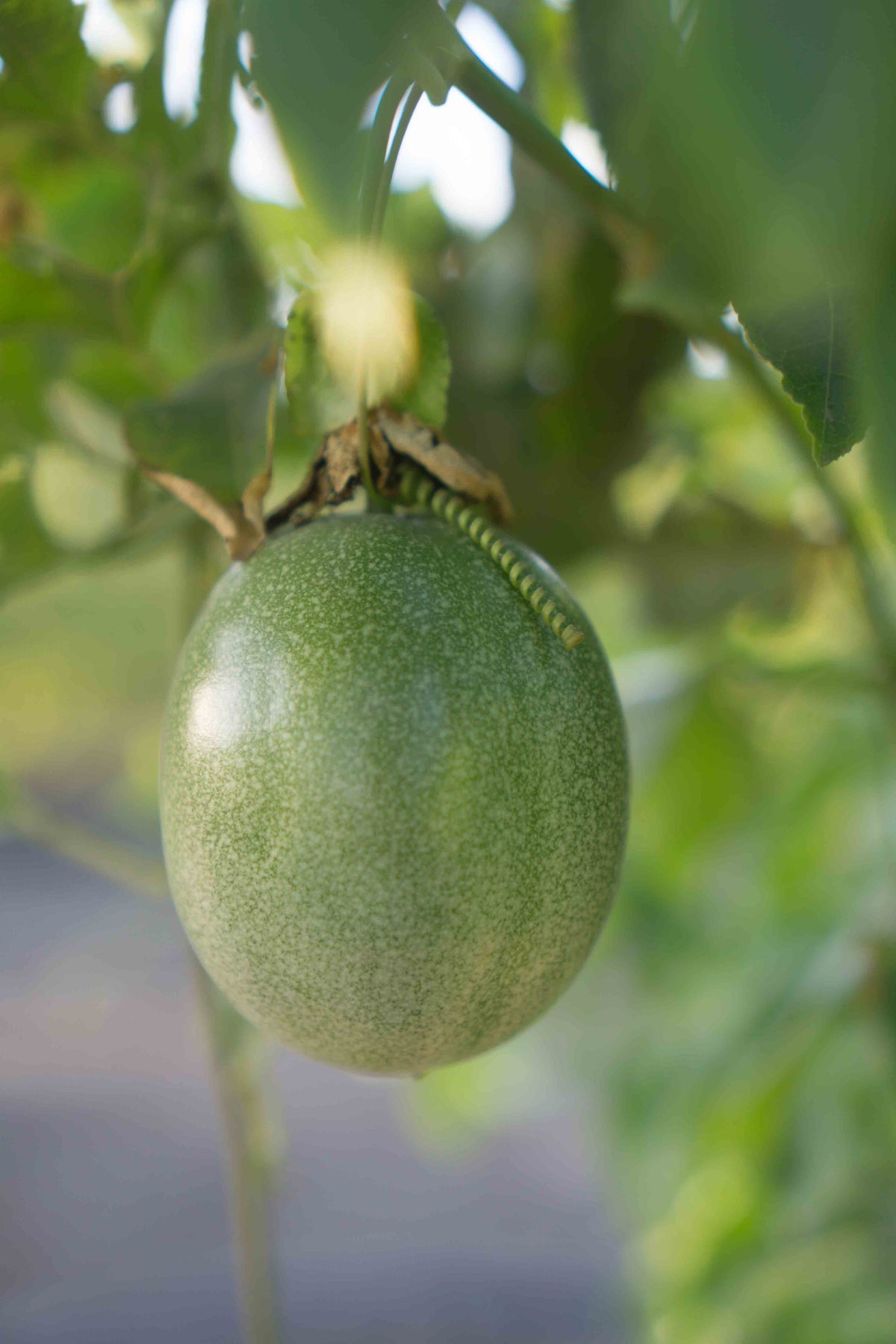 Organic California Passionfruit