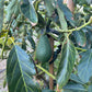 California Gem Avocados