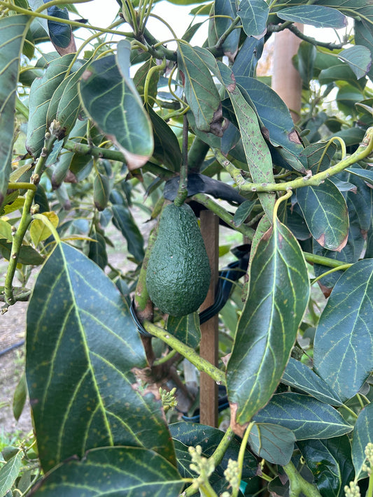 California Gem Avocados
