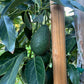 California Hass Avocados
