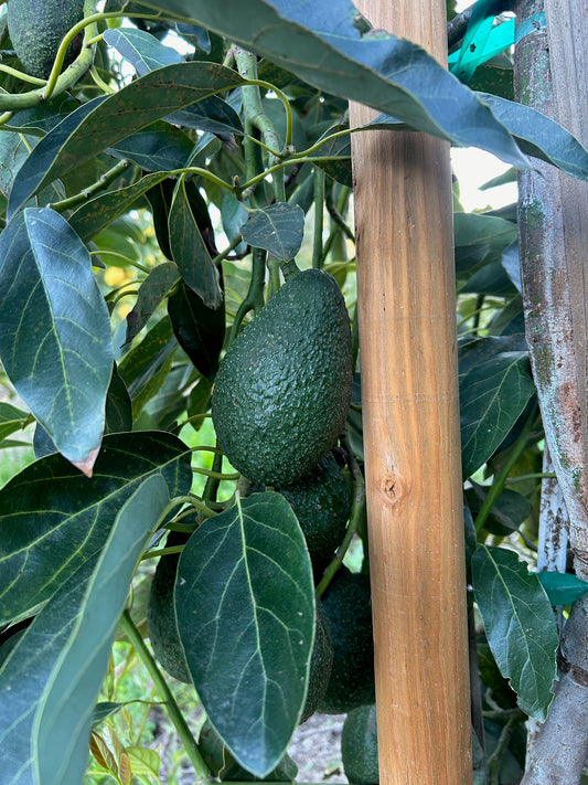 California Hass Avocados