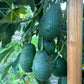 California Hass Avocados