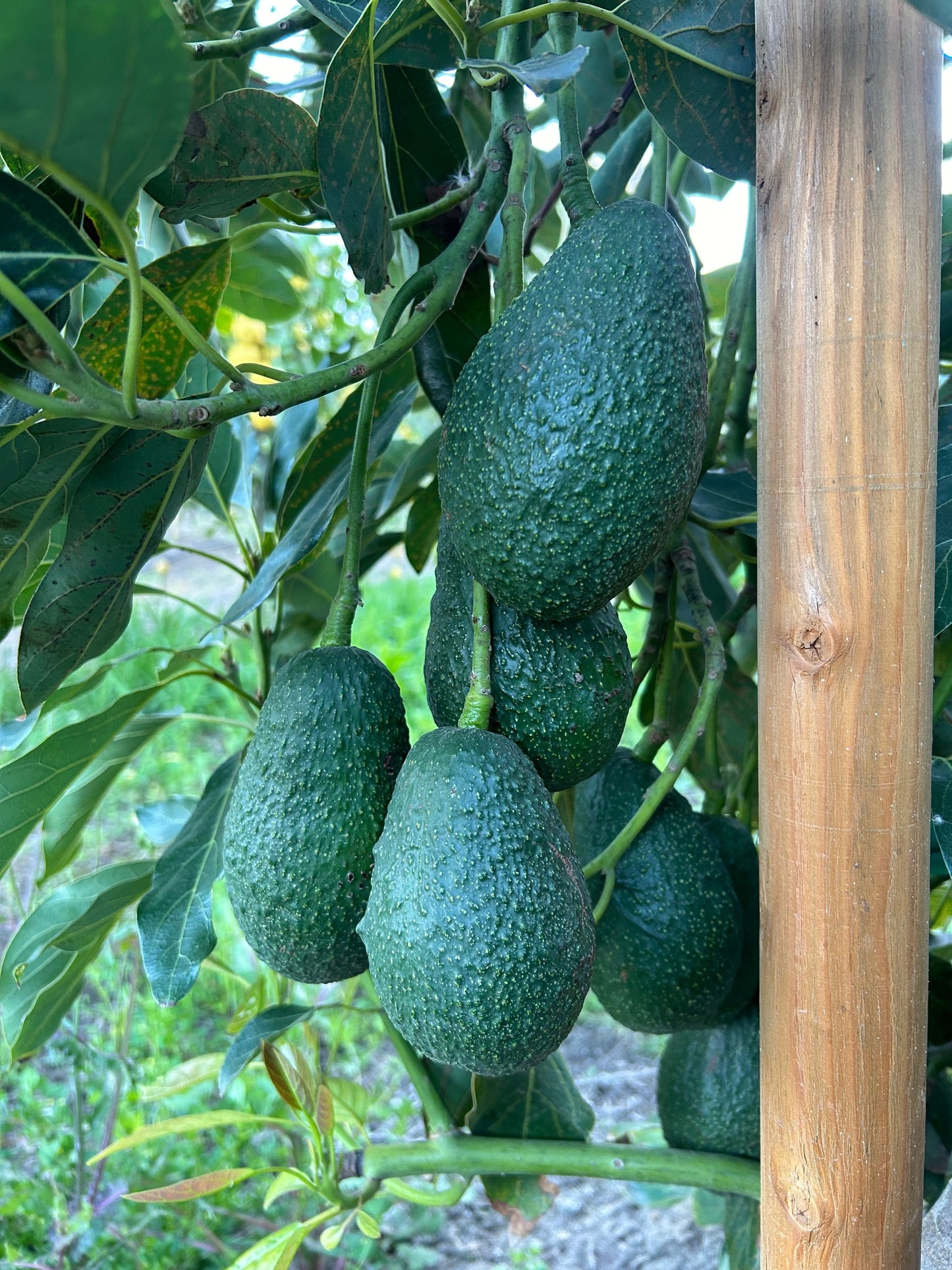 California Hass Avocados