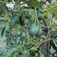 California Gem Avocados