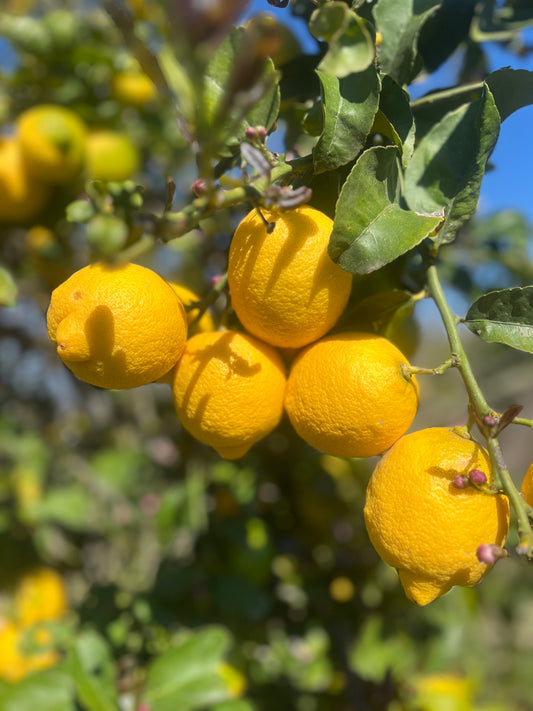 Lemon