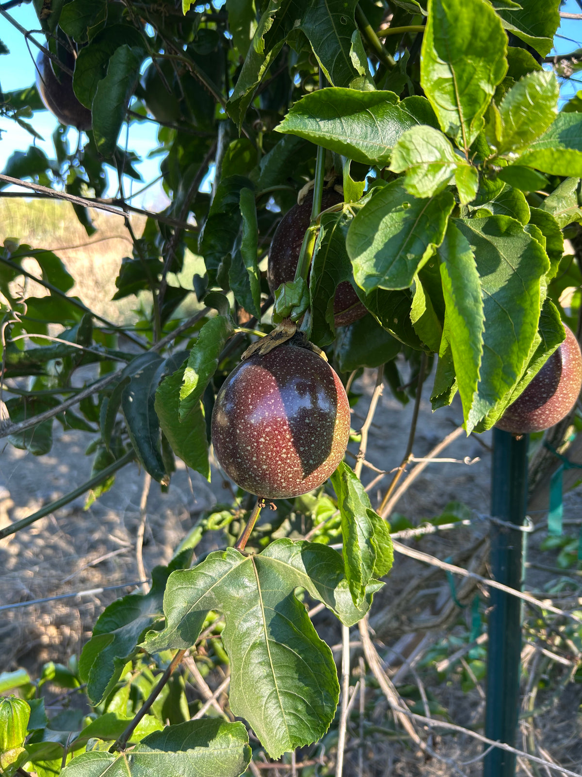 Organic California Passionfruit